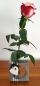 Preview: vase-quadrat-rose